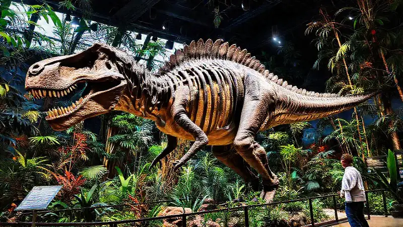 Hier ist die Antwort:Der Tyrannosaurus Rex ist beeindruckend im Museum