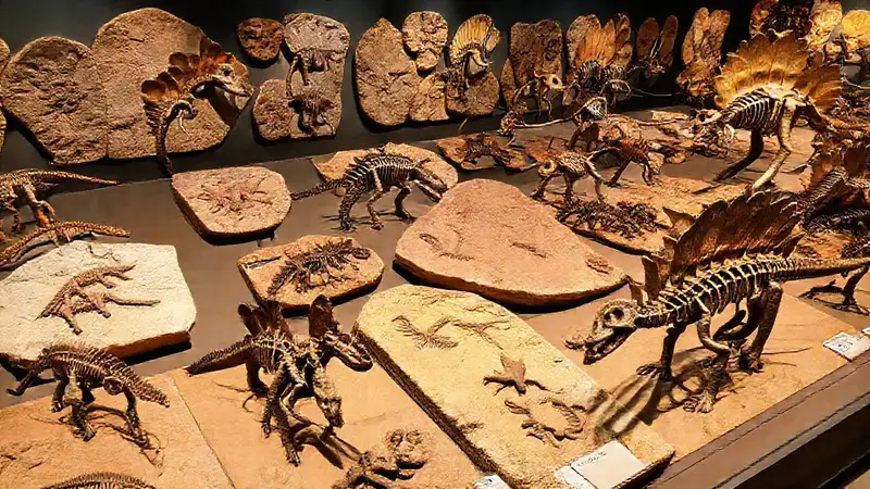Fossil-Museum zeigt lebendige Dinosaurier